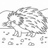 Cute Porcupine coloring Page  Free Printable Coloring Pages sketch template