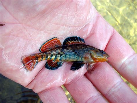 Rainbow Darter - Beauty! | Aquarium fish, Tropical freshwater fish, Fish