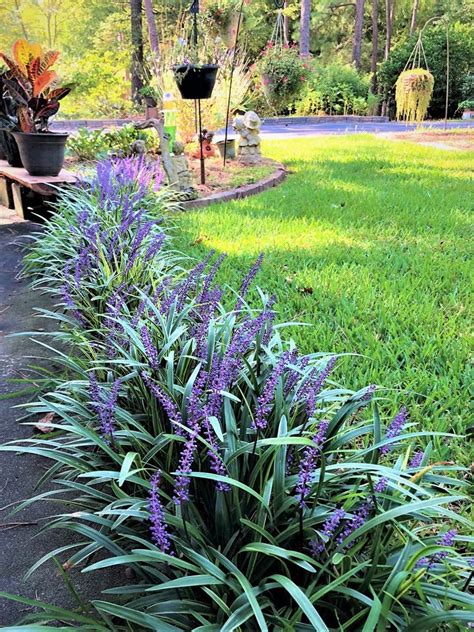 Monkey Grass Uses – How To Use Monkey Grass Groundcover For Lawns