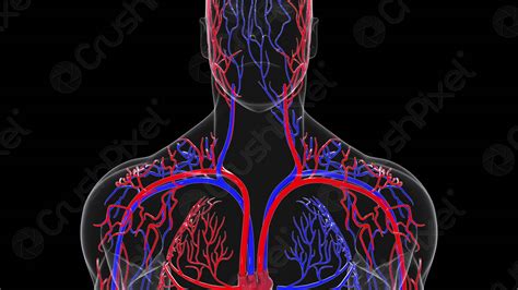 Rotating model of the human circulatory system 3d rendering blood - stock photo 2126426 | Crushpixel