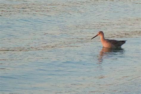 Sebastian Inlet birds at sunset - Mar 2015, #05 | (more deta… | Flickr