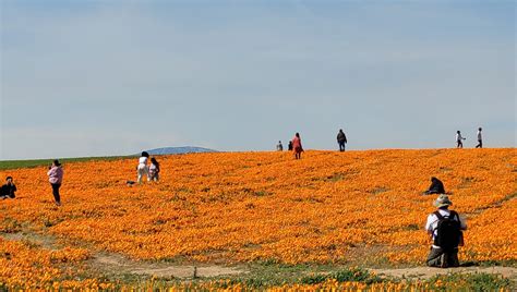 SCVNews.com | Poppies in Bloom at Antelope Valley California Poppy ...