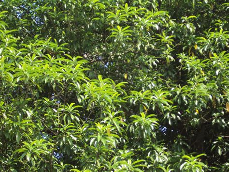 DIVINE RUDRAKSHA: Rudraksha flowering started...