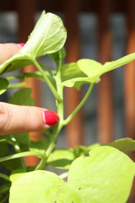 The Edgy Gardener Blog: Plans to Propagate Sweet Potato Vine