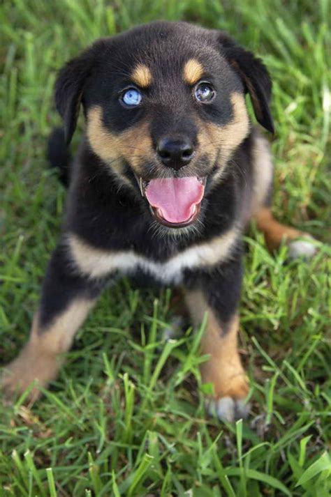 Husky Rottweiler Mix Puppies For Sale | PETSIDI