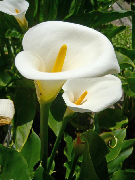 Plik:Zantedeschia aethiopica HRM.jpg – Wikipedia, wolna encyklopedia