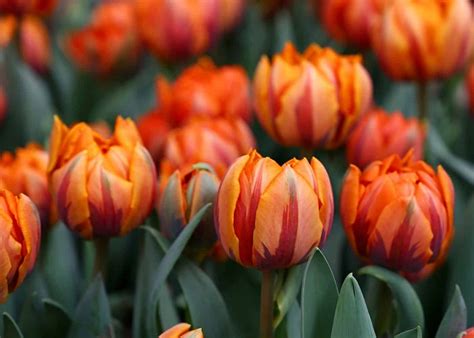 15+ orange tulips 🧡 🌷 Discover the beauty and variety of this vibrant ...