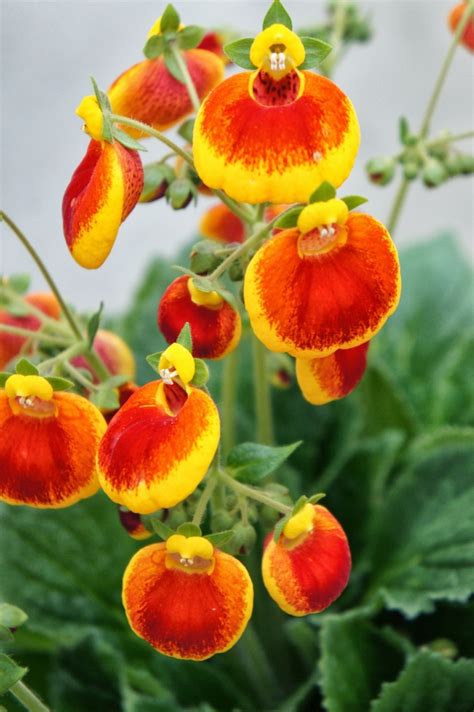 Calceolaria 'Calynopsis Yellow Red' | Calceolaria | Ebert's Greenhouse