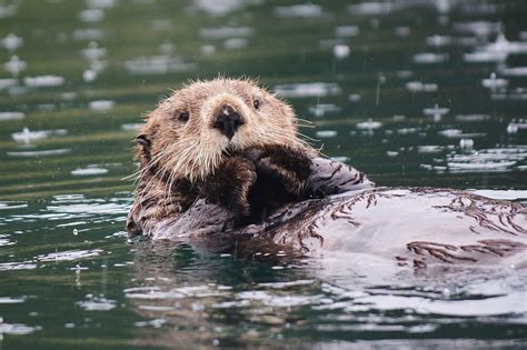 Alaska Magazine | Alaska's Sea Otters Have Individual Eating Habits