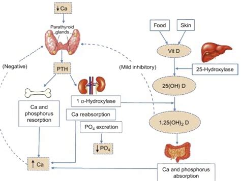 How does parathyroid hormone helps in phosphorus metabolism in body?