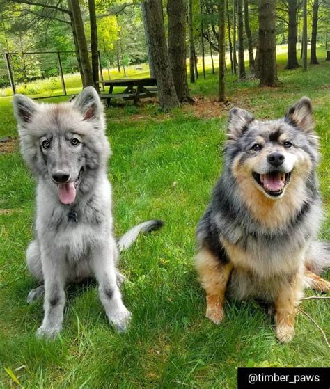 Australian Shepherd Husky | Australian shepherd husky, Corgi husky, Corgi husky mix