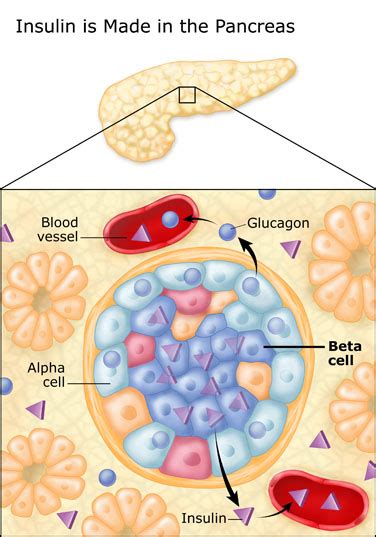 Controlling Blood Sugar - Diabetes Education Online