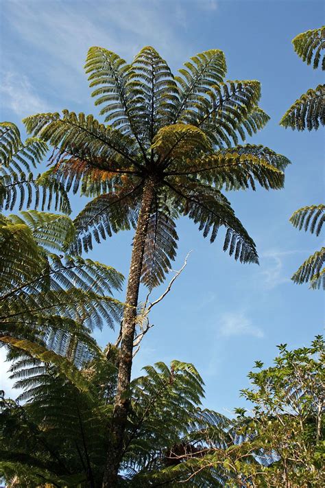 Cyathea | Tree fern, Weird trees, Trees to plant