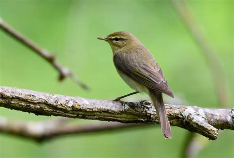 Willow Warbler by Lukasz Pulawski - BirdGuides