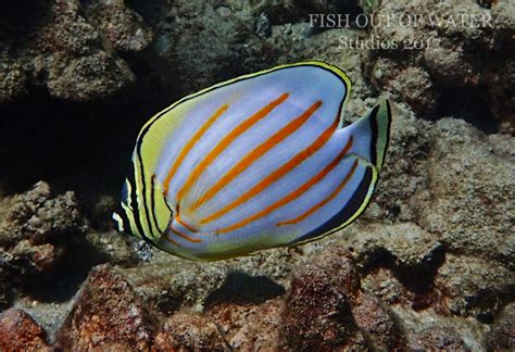 Awesome Fish Spotlight: The Ornate Butterflyfish | Reef Builders | The ...