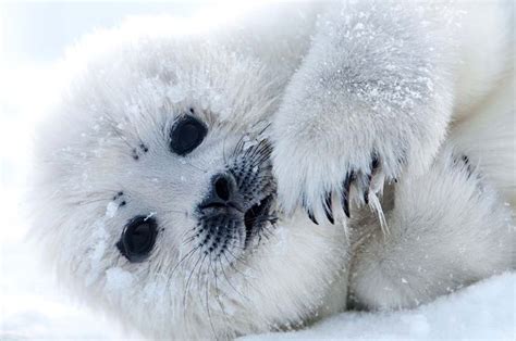 Harp Seal Pup | Baby animals, Animals beautiful, Seal pup