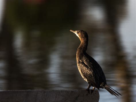 Bird Cormorant Ornithology - Free photo on Pixabay - Pixabay