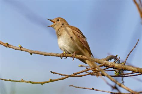 Nightingale Symbolism & Meaning (+Totem, Spirit & Omens) | World Birds