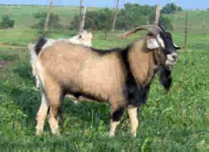 Goat Breeds Kiko – Goats