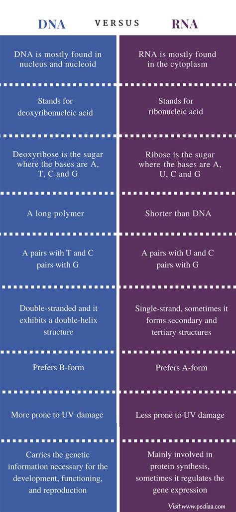 Difference Between DNA and RNA - Comparison Summary | Study biology ...