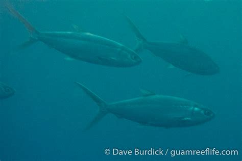 milkfish (Chanidae) - guamreeflife