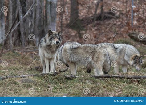 Pack of Timber Wolves stock photo. Image of danger, frightening - 47548728