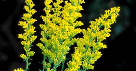 Kentucky Native Plant and Wildlife: Plant of the Week: Gray Goldenrod ...