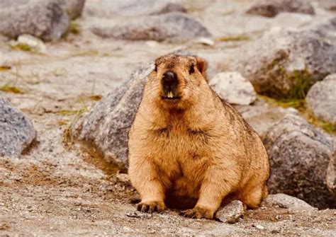 Marmot Behavior - AnimalBehaviorCorner