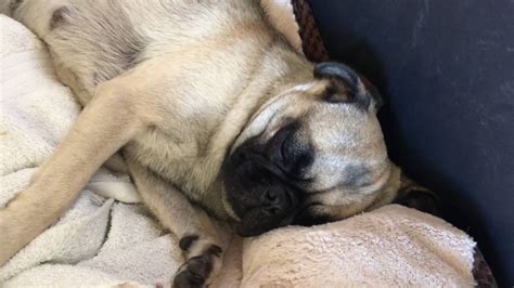 Pug Snoring with puppies - YouTube