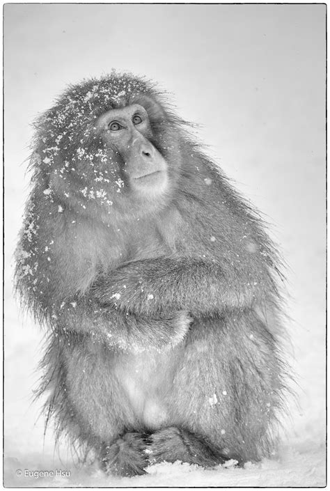 Snow Monkeys on Behance