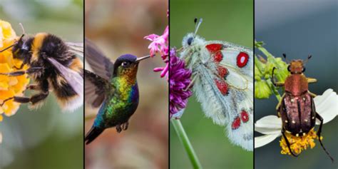 Cornell Cooperative Extension | What is a Pollinator?