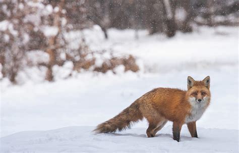 Snowy Fox Photograph by Jami Bollschweiler - Pixels