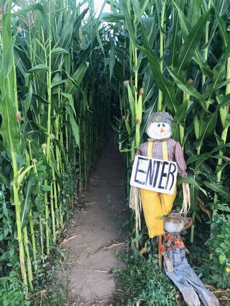 Corn Maze - Detering Orchards | Harrisburg, Oregon