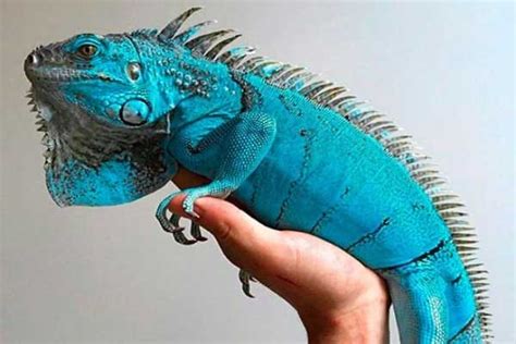 Blue Iguana: History, Facts, Size, Habitat, Classification & Much More - Animals Name