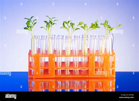 Lab experiment with green seedlings Stock Photo - Alamy