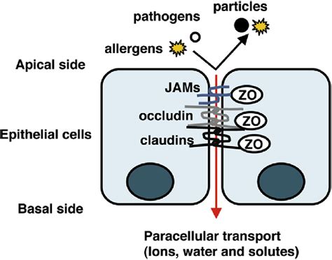 Structure of tight junctions in epithelial cells. Tight junctions (TJ ...