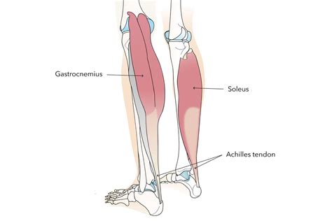 Soleus Pushup: What Is It & How To Perform The Exercise