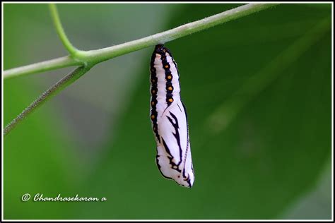 Butterfly Cocoon Stages