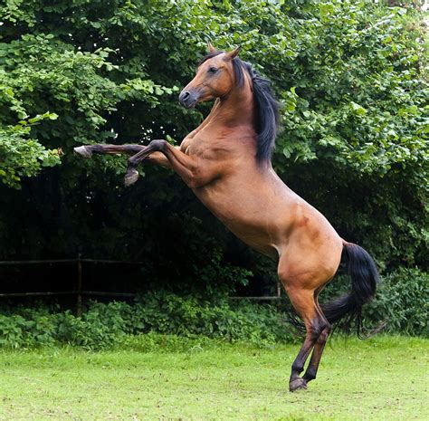 Show Horse Names For Arabian Horses