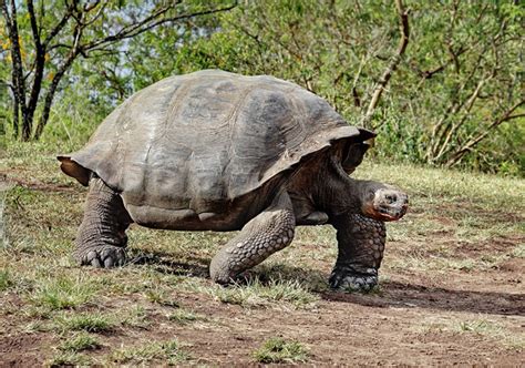 Top Ten Longest Living Animals On The Planet