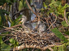 Grey Heron - breeding - Bird Ecology Study Group