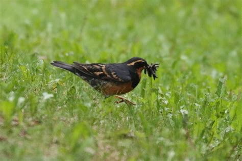 Varied Thrush | Great Bird Pics