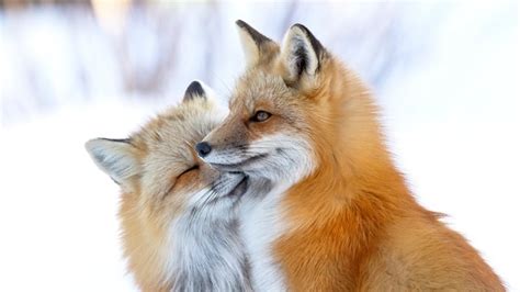 Canadian wildlife's tender moments on display in photography contest ...