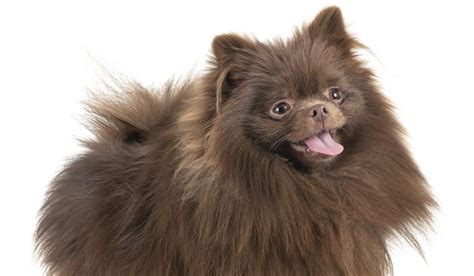 Pomeranian Recognized Colors - Pets Lovers