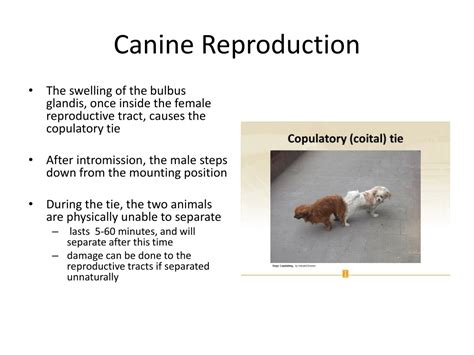 PPT - Canine Reproduction PowerPoint Presentation, free download - ID:9443733