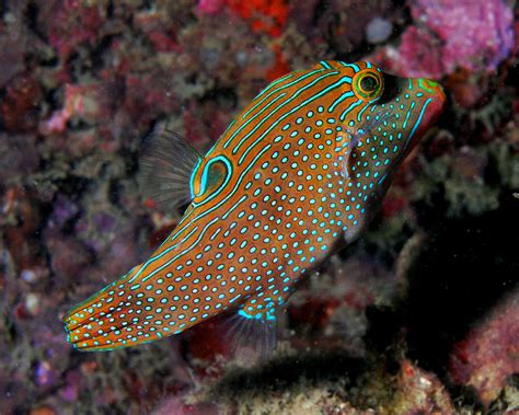 File:Canthigaster solandri (sharpnosed puffer, solander's toby, or blue-spotted toby).jpg ...