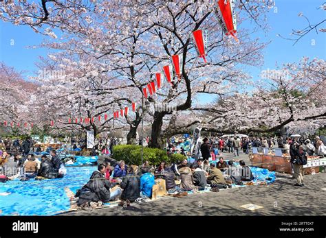 The cherry blossom season in Ueno Park is extremely popular with locals ...