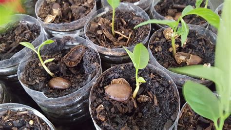 Expatriate Pawpaw: Helping Pawpaw Seedlings Out of Their Coats