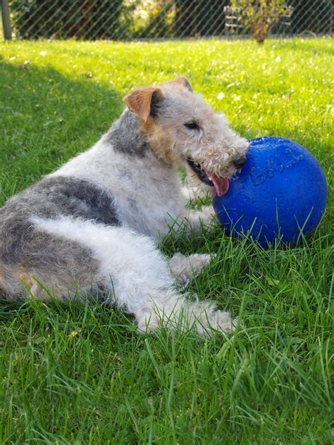 Wire Fox Terrier - Training Course on Wire Fox Terrier