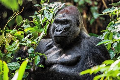 Portrait of a western lowland gorilla (Gorilla gorilla gorilla) close ...